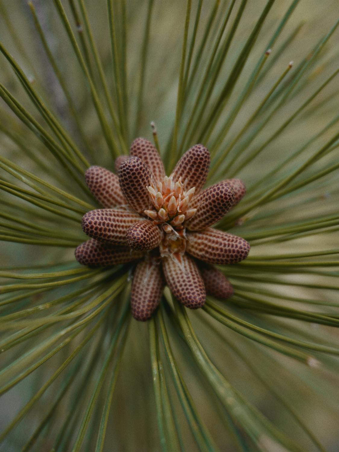 Pine Pollen: The 2,000-Year Adaptogen Most People Have Never Heard Of