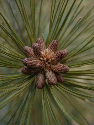 Pine Pollen: The 2,000-Year Adaptogen Most People Have Never Heard Of