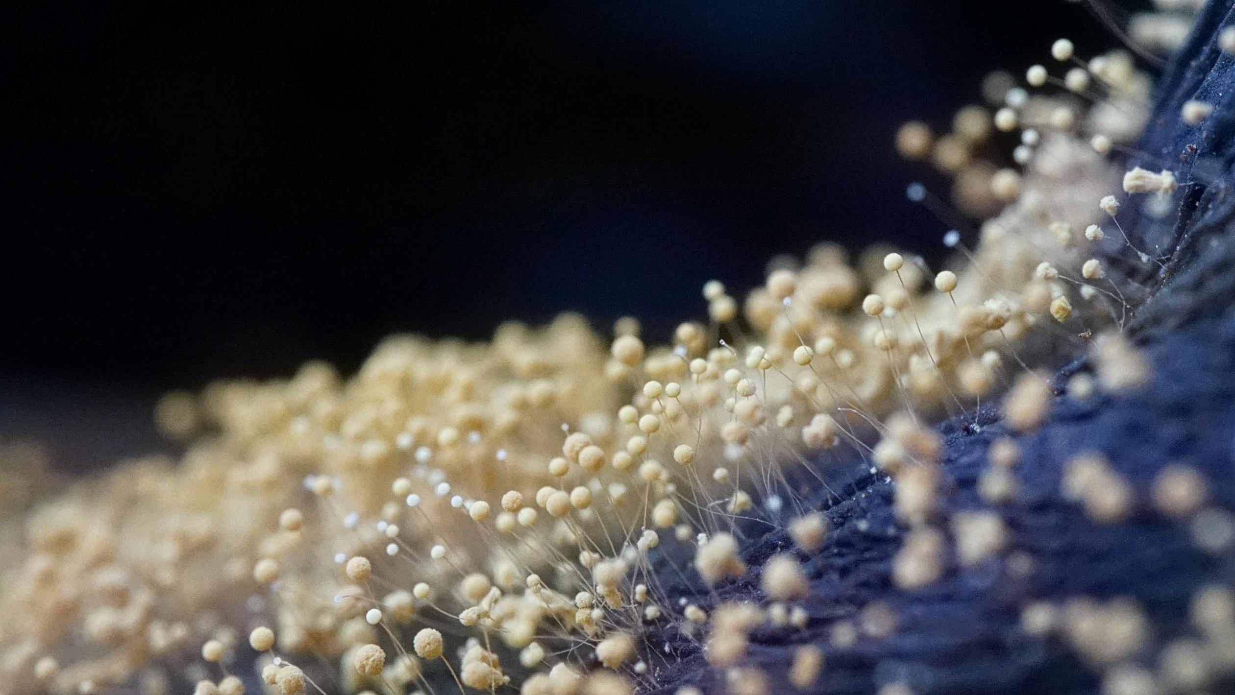 CIRS vs. Mold Allergy vs. Mold Sensitivity: How to Tell the Difference