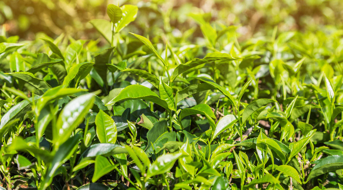 The Healthiest Tea On Earth (Seriously) – Gone Green Store