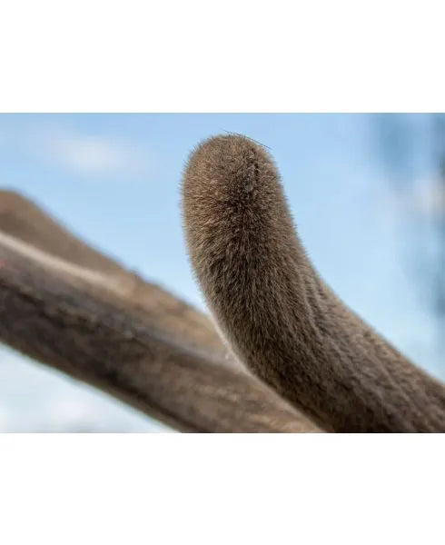 Deer Antler Velvet
