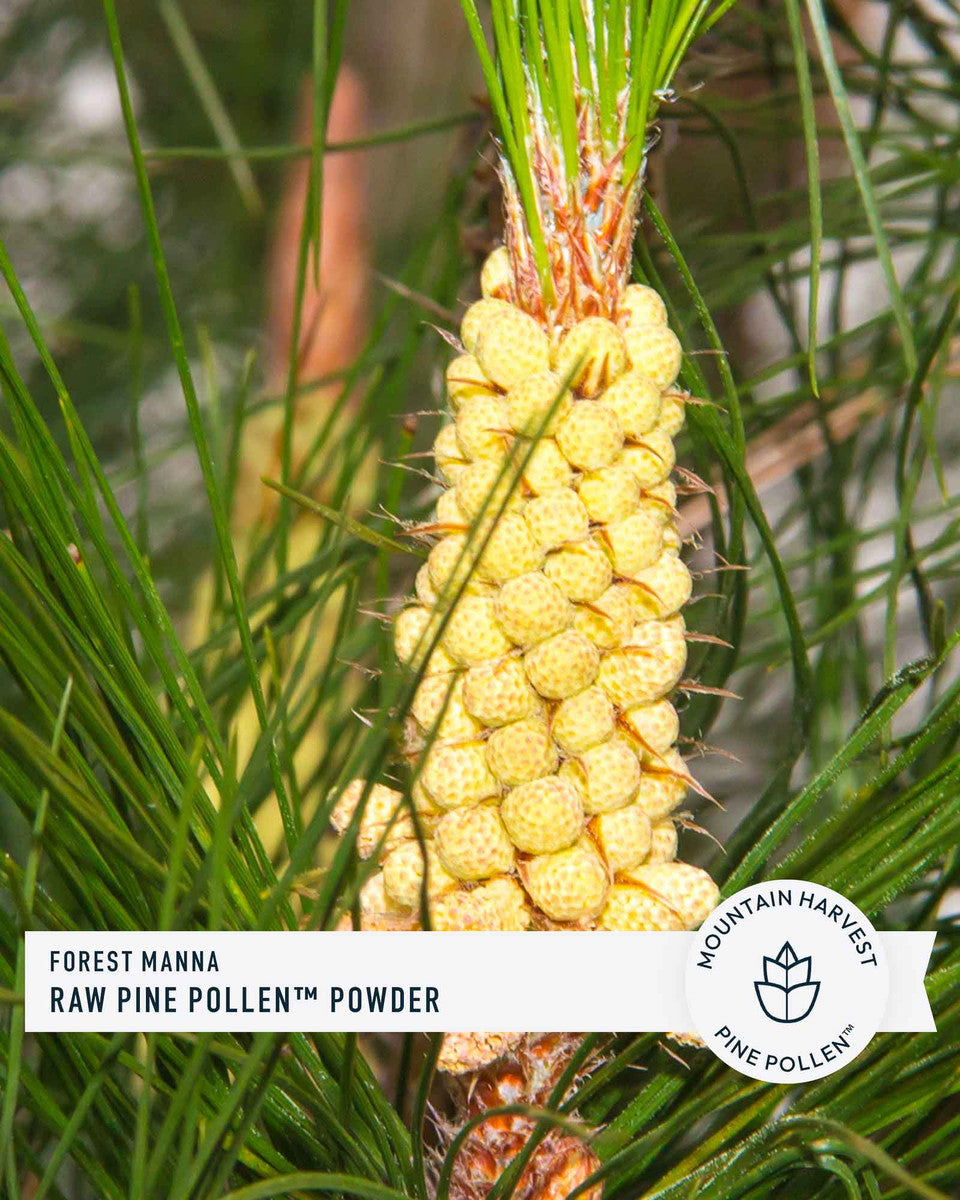 Forest Manna RAW Pine Pollen Powder » 280 Gram Jar