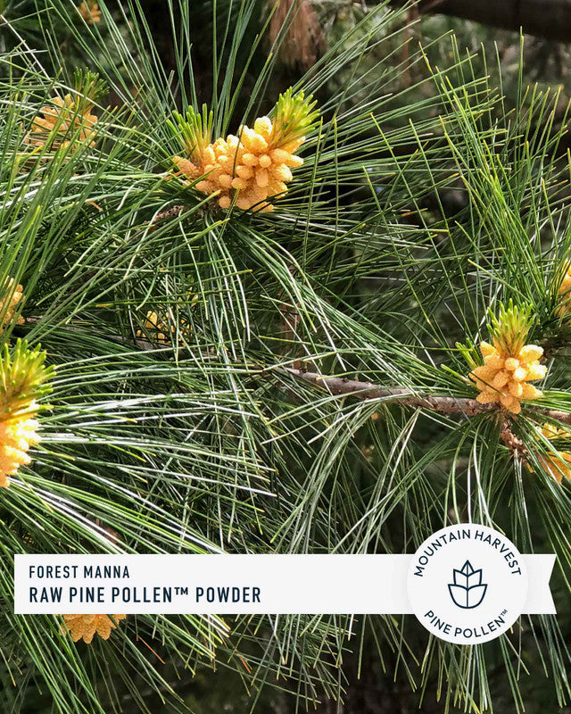 Forest Manna RAW Pine Pollen Powder » 70 Gram Jar