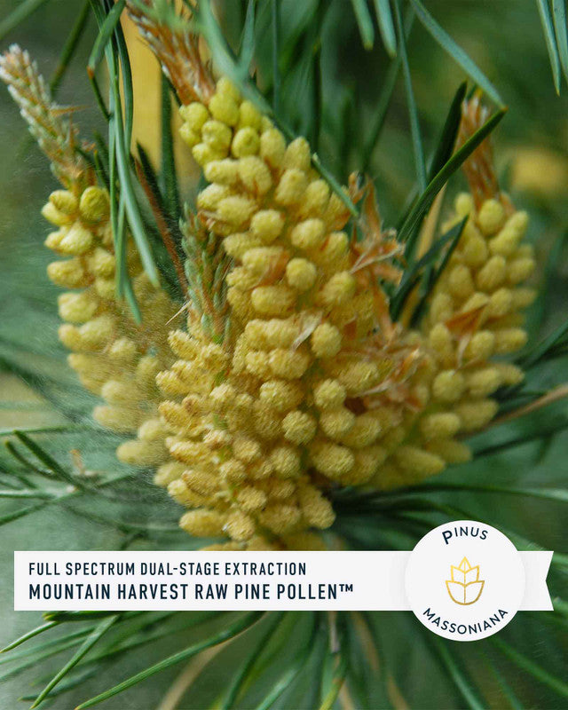 Forest Manna Royal Pine Pollen Tincture » Pure RAW Pine Pollen » 2 Ounce Bottle