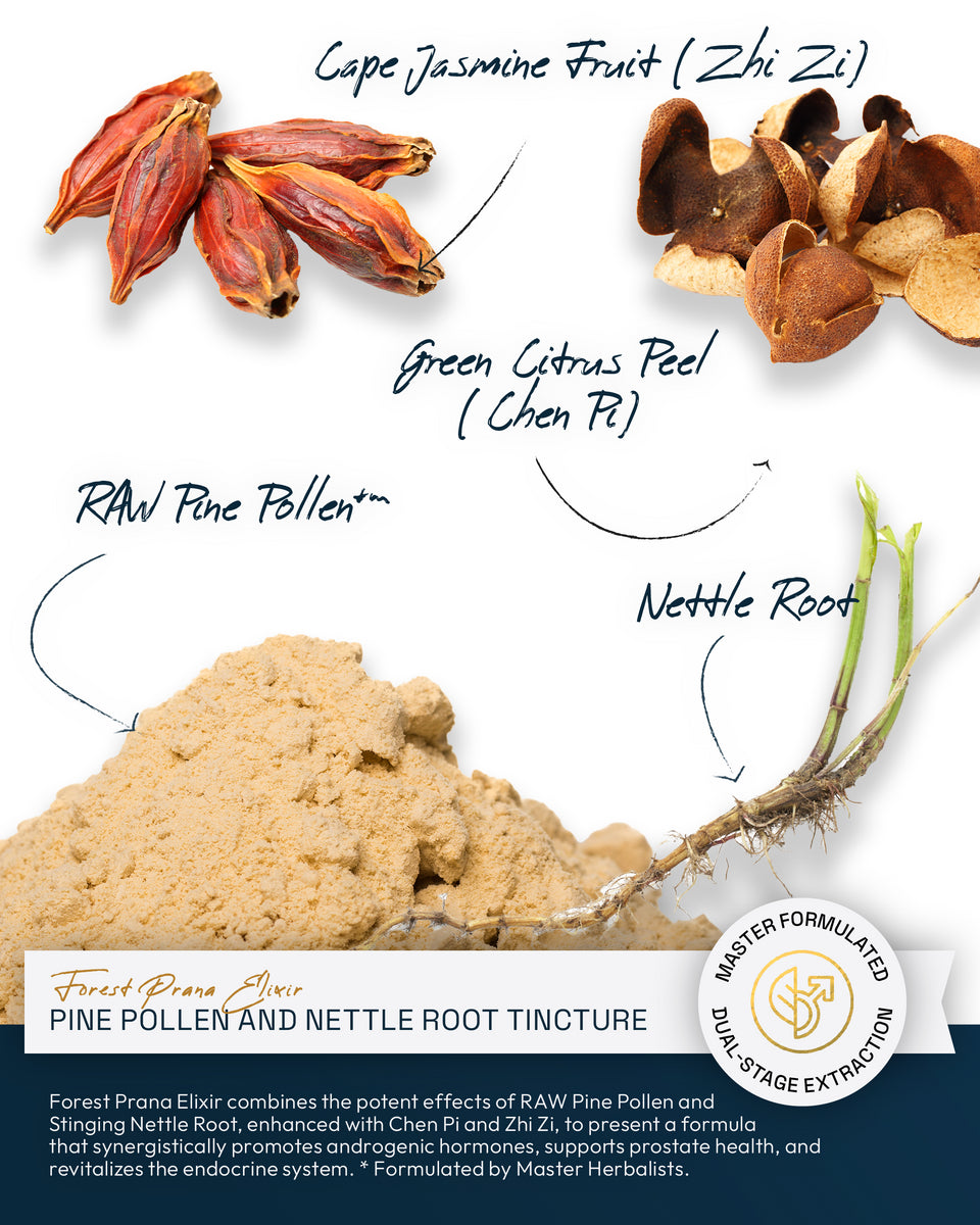 Forest Prana Elixir Pine Pollen and Nettle Root Tincture » 4 Ounce Bottle