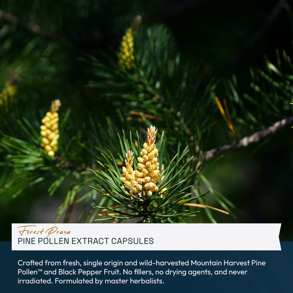 Forest Prana Pine Pollen Extract Capsules » 120 Count Bottle