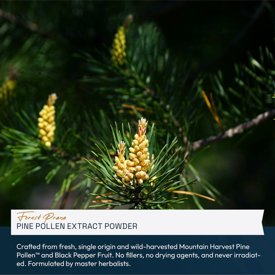 Forest Prana Pine Pollen Extract Powder » 70 Gram Jar