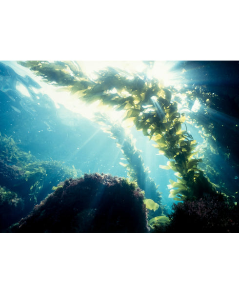 Kelp Blend