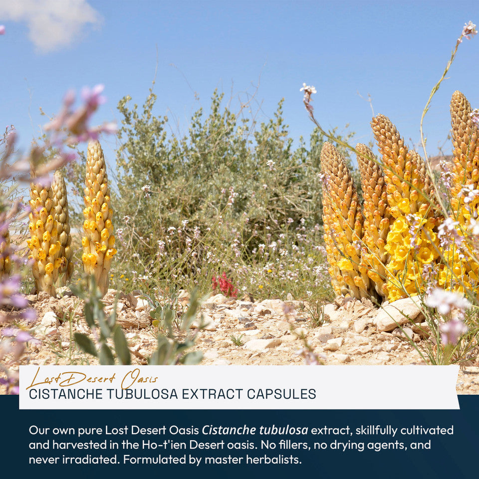 Lost Desert Oasis Cistanche Tubulosa Extract Capsules » 120 Count Bottle