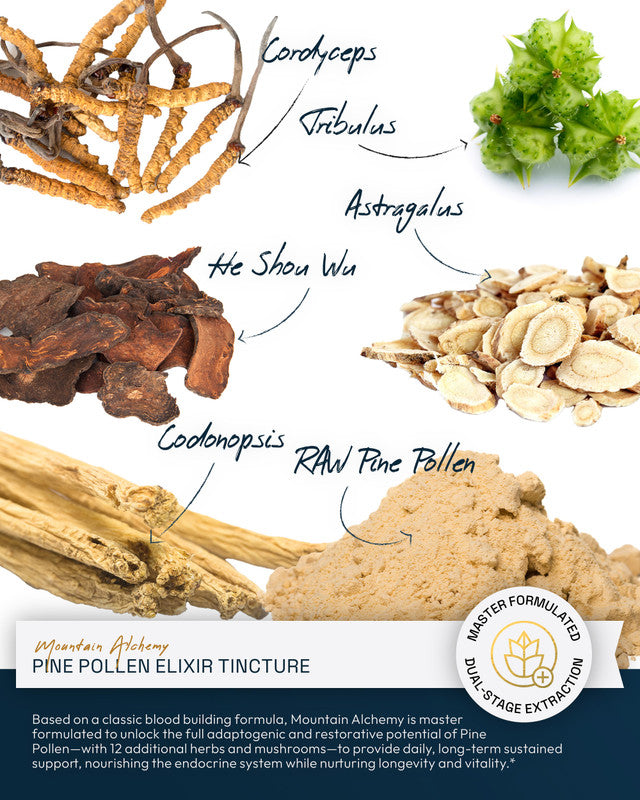 Mountain Alchemy Pine Pollen Elixir Tincture » 2 Ounce Bottle