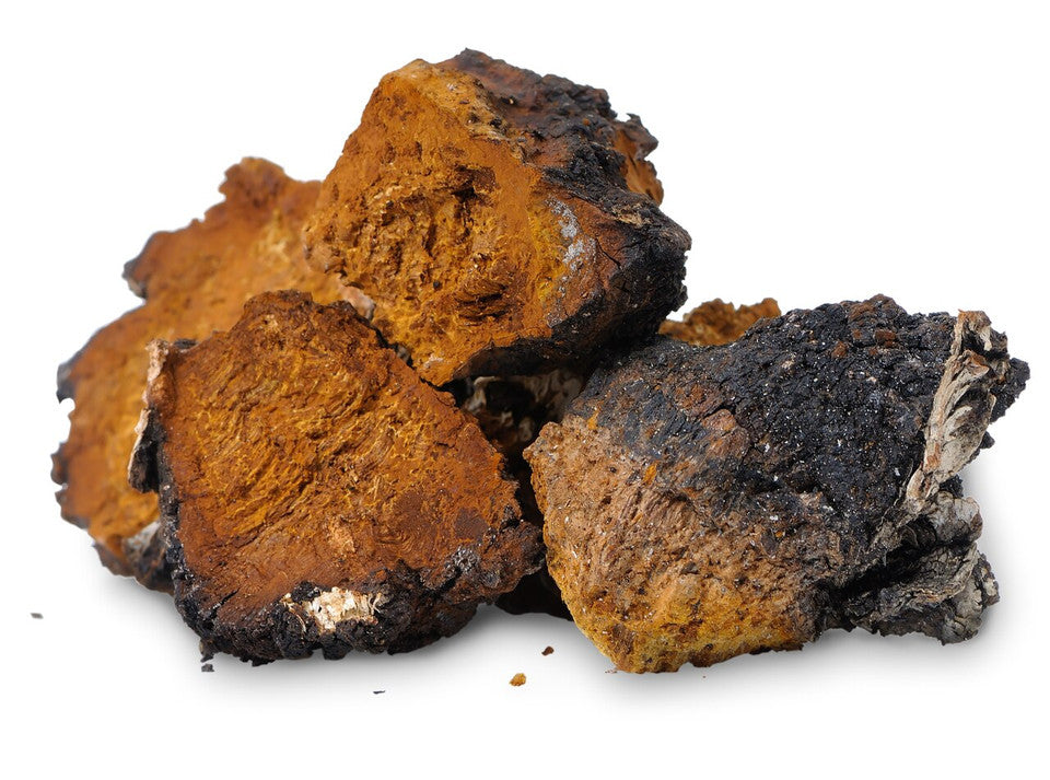 Wild Siberian Chaga Extract Powder » 70 Gram Pouch