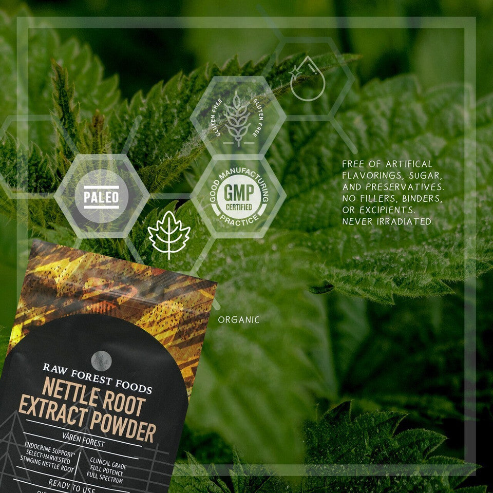 Våren Forest Stinging Nettle Root Extract Powder » 70 Gram Pouch