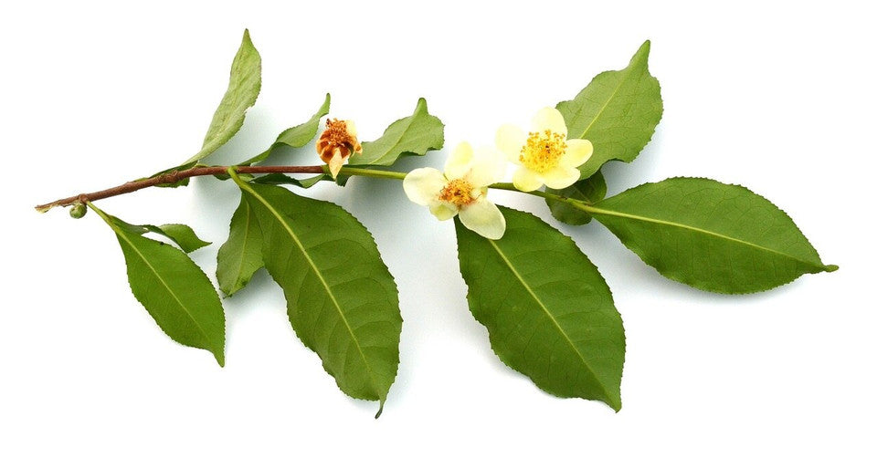 Farmer of Divinity RAW Camellia Flower Pollen Powder » 70 Gram Pouch