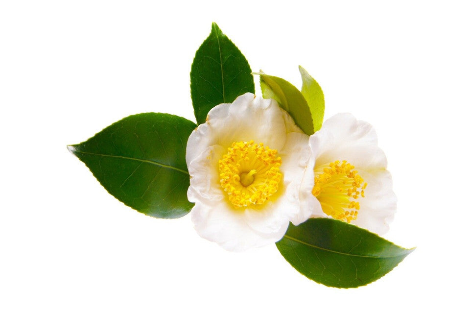 Farmer of Divinity RAW Camellia Flower Pollen Powder » 70 Gram Pouch
